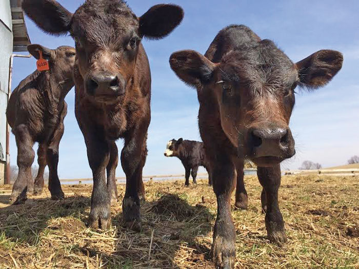 close up of black cows in a pasture