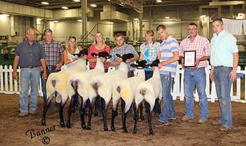 2015 Indiana State Fair 1st Place Flock & Premier Exhibitor shown by Roger Suffolks.