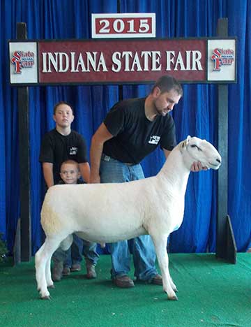 2015 Indiana State Fair 1st Place Flock & Premier Exhibitor shown by Roger Suffolks.