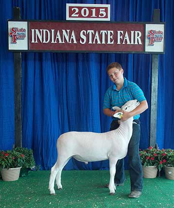 2015 Indiana State Fair 1st Place Flock & Premier Exhibitor shown by Roger Suffolks.