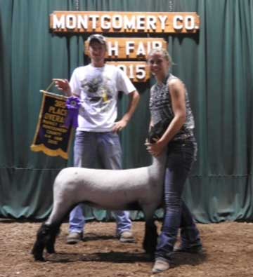 2015 Indiana State Fair 1st Place Flock & Premier Exhibitor shown by Roger Suffolks.