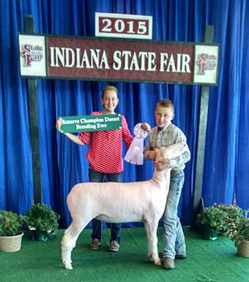 2015 Indiana State Fair 1st Place Flock & Premier Exhibitor shown by Roger Suffolks.